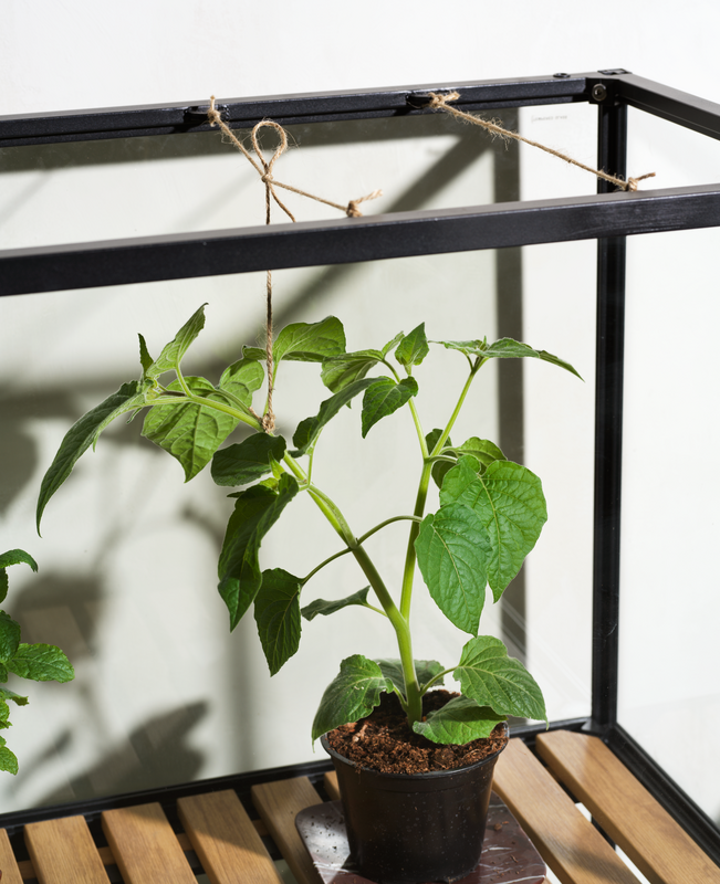 Grower Greens Plant cabinet Black