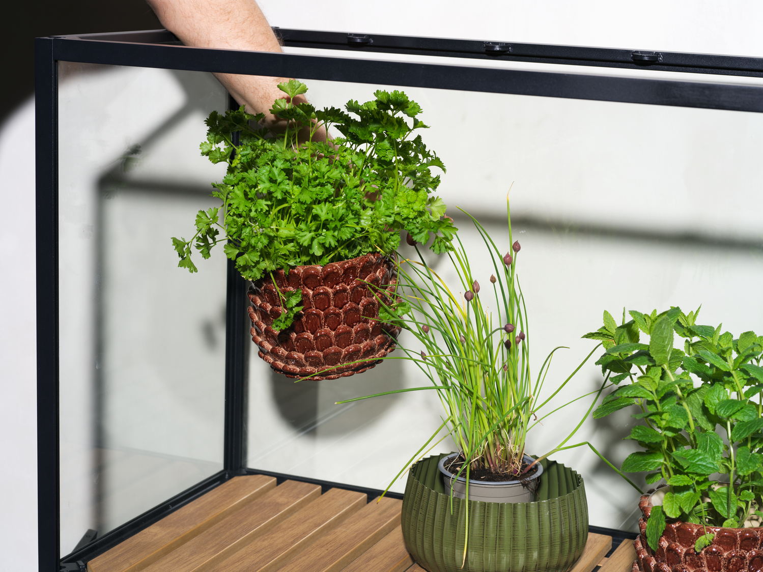 Grower Greens Plant cabinet Black