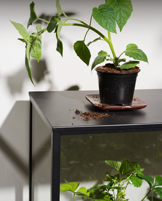 Grower Greens Plant cabinet Black