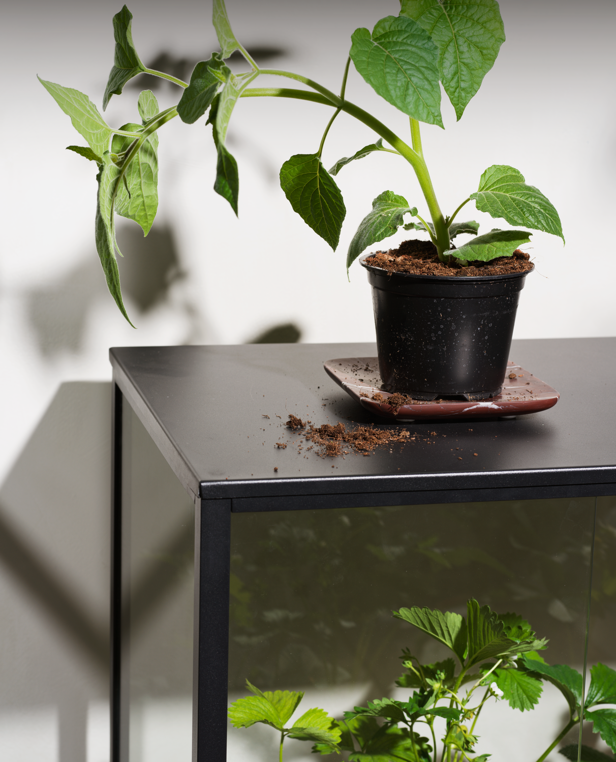 Grower Greens Plant cabinet Black